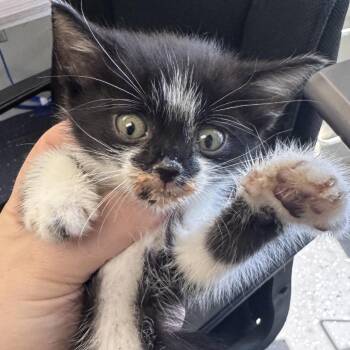 Domestic Short Hair Cats Available for Adoption in Columbiana, Alabama - Whisper (NOT AVAILABLE - IN FOSTER CARE) | PetCurious