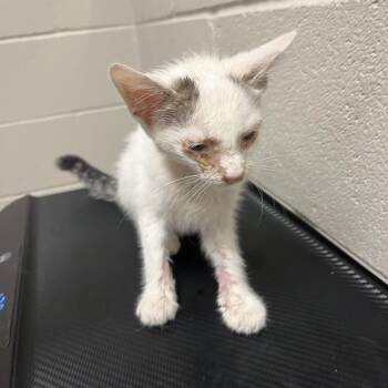Antonio -  Domestic Short Hair Cat for Adoption in Bristol, Indiana - Antonio | PetCurious