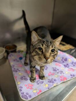 Eagle -  Domestic Short Hair Cat for Adoption in Chambersburg, Pennsylvania - Eagle | PetCurious