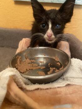 Umbreon -  Domestic Medium Hair Cat for Adoption - Umbreon | PetCurious