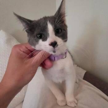 Kestrel C12072 -  Domestic Short Hair Cat for Adoption - Kestrel C12072 | PetCurious