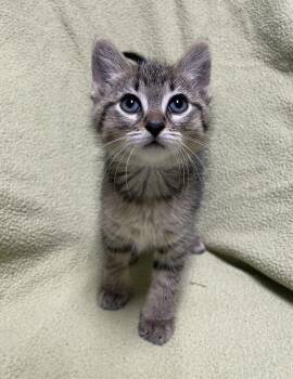 Chicken -  Domestic Short Hair Cat for Adoption in Jackson, Michigan - Chicken | PetCurious