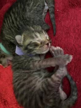 FELIX -  Domestic Medium Hair Cat for Adoption in Dallas, Texas - FELIX | PetCurious