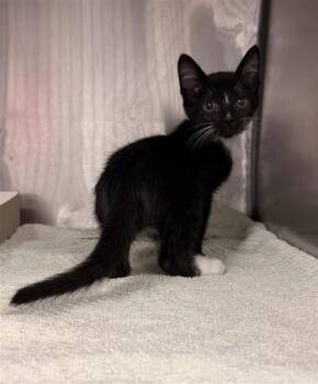 61157093 -  Domestic Short Hair Cat for Adoption in El Paso, Texas - 61157093 | PetCurious