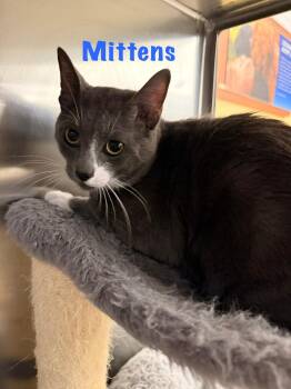 Domestic Short Hair Cats Available for Adoption in Hazlet, New Jersey - Mittens | PetCurious