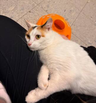 Domestic Short Hair Cats Available for Adoption in Sandusky, Ohio - Hera | PetCurious