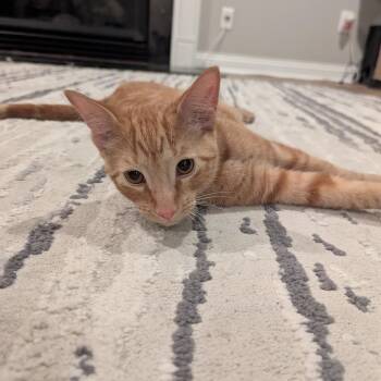 Orion -  Domestic Short Hair Cat for Adoption in La Grange, Kentucky - Orion | PetCurious