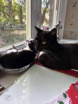 Rescue Tuxedo Cats for Adoption in Norwich, Connecticut - Pepper | PetCurious