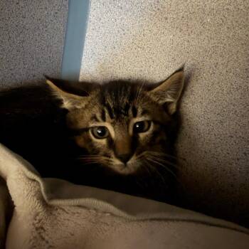 Jojo -  Domestic Short Hair Cat for Adoption in Goleta, California - Jojo | PetCurious