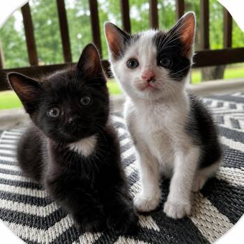 ARIEL & ERIC -  Domestic Medium Hair Cat Available for Adoption in Lakesite, Tennessee - ARIEL & ERIC | PetCurious