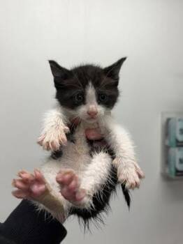 Dionysus -  Domestic Short Hair Cat for Adoption in West Chester, Pennsylvania - Dionysus | PetCurious