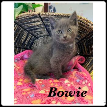 Bowie -  Domestic Short Hair Cat for Adoption in Ashland, Kentucky - Bowie | PetCurious
