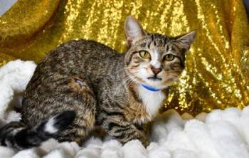 Sox -  Domestic Short Hair Cat for Adoption in Yakima, Washington - Sox | PetCurious