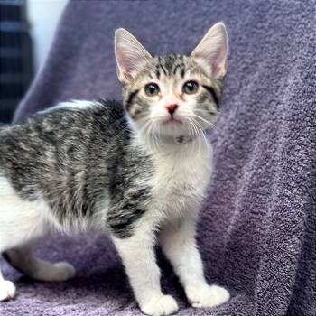 Rescue Domestic Short Hair Cats for Adoption in Hawthorne, California - Bizbi | PetCurious