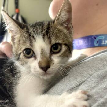 Domestic Short Hair Cats Available for Adoption in San Antonio, Texas - Daphne | PetCurious