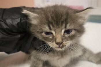 HITCH -  Domestic Short Hair Cat for Adoption in Columbia, South Carolina - HITCH | PetCurious