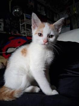 Mr Oliver -  American Shorthair and Turkish Van Cat for Adoption in Newark Valley, New York - Mr Oliver | PetCurious
