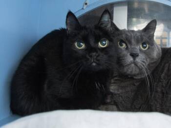 Domestic Short Hair Cats Available for Adoption in Methuen, Massachusetts - PEANUTS | PetCurious