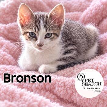 Bronson -  Domestic Short Hair Cat for Adoption in Washington, Pennsylvania - Bronson | PetCurious