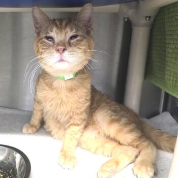 Domestic Short Hair Cats Available for Adoption - John Shen | PetCurious