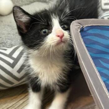 Domestic Medium Hair Cats Available for Adoption in League City, Texas - Benny | PetCurious