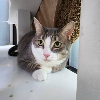 Goose -  Domestic Short Hair Cat for Adoption in Walker, Michigan - Goose | PetCurious