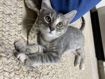 Rescue Dilute Tortoiseshell Cats for Adoption in Spring, Texas - Brisbane - Riley Fuzzel Petsmart | PetCurious