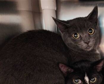 Rescue Domestic Short Hair Cats for Adoption in Raleigh, North Carolina - VICTORIA | PetCurious