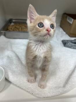 Butterscotch -  Domestic Short Hair Cat for Adoption in Honolulu, Hawaii - Butterscotch | PetCurious