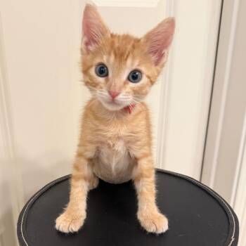Lovey -  Domestic Short Hair Cat for Adoption in Houston, Texas - Lovey | PetCurious