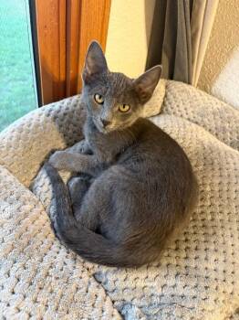 Rowan -  Domestic Short Hair Cat for Adoption in Fort Collins, Colorado - Rowan | PetCurious