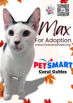 Rescue Domestic Short Hair Cats for Adoption in Miami, Florida - Max | PetCurious
