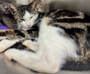 Rescue Domestic Short Hair Cats for Adoption in Danielsville, Georgia - Cher | PetCurious