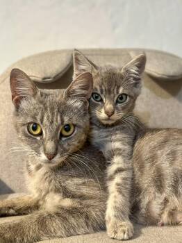 Rescue Domestic Short Hair Cats for Adoption in Vallejo, California - Muffin | PetCurious