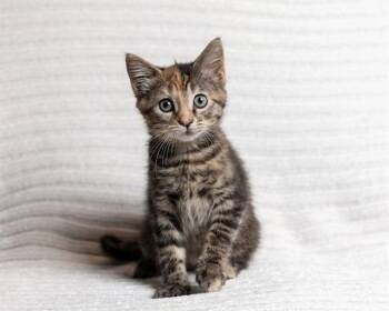 LAINEY -  Domestic Medium Hair Cat for Adoption in Ames, Iowa - LAINEY | PetCurious