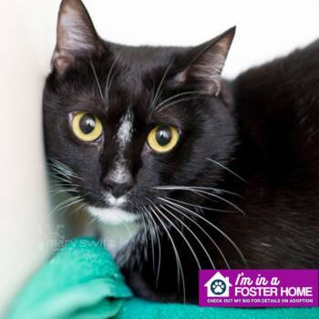 Domino -  Domestic Short Hair Cat for Adoption in Reisterstown, Maryland - Domino | PetCurious