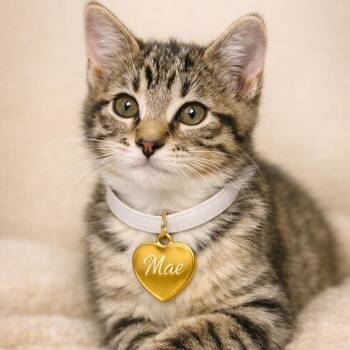 Mae -  Domestic Short Hair Cat for Adoption in Hannibal, Missouri - Mae | PetCurious