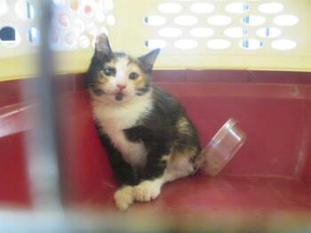 Domestic Short Hair Cats Available for Adoption in Ocala, Florida - ALISSON | PetCurious