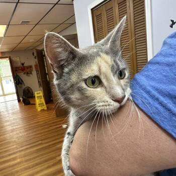 Ruby -  Domestic Short Hair Cat for Adoption in Corbin, Kentucky - Ruby | PetCurious