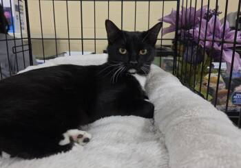 Domestic Short Hair Cats Available for Adoption - Enterprise | PetCurious