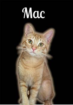 Easy Mac n Cheesy -  Domestic Short Hair Cat for Adoption in Auburn, California - Easy Mac N Cheesy | PetCurious