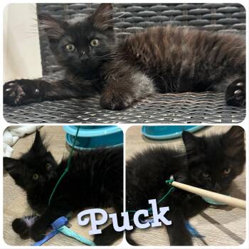 Puck -  Domestic Long Hair Cat for Adoption in Hollister, California - Puck | PetCurious