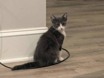 Rescue Domestic Short Hair Cats for Adoption in Ball Ground, Georgia - Chachi | PetCurious