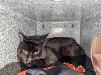 Domestic Short Hair Cats Available for Adoption in Colorado Springs, Colorado - PATRIZIO | PetCurious