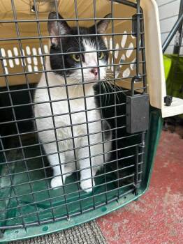 Beautiful Bella -  Domestic Short Hair Cat for Adoption in Cloquet, Minnesota - Beautiful Bella | PetCurious