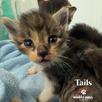 Linux Tux Litter:  Tails -  Domestic Short Hair Cat for Adoption in Council Bluffs, Iowa - Linux Tux Litter:  Tails | PetCurious