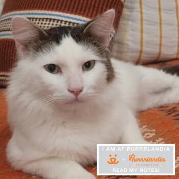 Domestic Short Hair Cats Available for Adoption in Los Angeles, California - Oreo | PetCurious