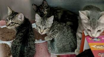 Hagar -  Domestic Short Hair Cat for Adoption in Detroit Lakes, Minnesota - Hagar | PetCurious
