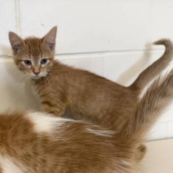MAPLE -  Domestic Short Hair Cat for Adoption in La Crescent, Minnesota - MAPLE | PetCurious