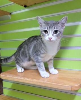 CALLIOPE -  Domestic Short Hair Cat for Adoption in St. Peters, Missouri - CALLIOPE | PetCurious